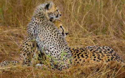 Tanzania and Kenya 10 Day Lodge Safari- Perfect Travel Agent