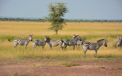 5 Days Tanzania Mid-range Safari with Perfect Travel Agency